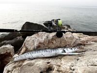 Лаврак любит впадения рек песок волну и длинные морские воблеры