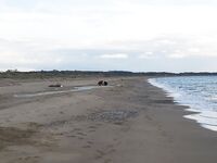 Сети Богазкента и устье Кёпрючай отбили береговую надежду