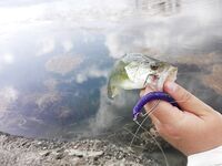 Канавиу напомнила Горный Алтай и дала стабильную форель