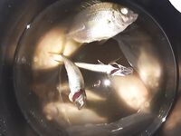 Ласкирь с волнореза у Нового Афона на сухого морского червя