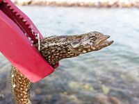 Колебалки с маракуевским червем на пляже Парагон в Нячанге