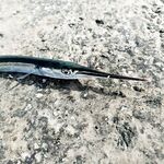 Рокфишинг и речная форель в Адлере и Кабардинке