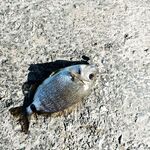 Рокфишинг и речная форель в Адлере и Кабардинке