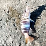 Рокфишинг и речная форель в Адлере и Кабардинке