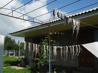 В Пересыпи линь пришел в прикормленную точку, чехонь вышла на вечернее течение, а пеленгас остался рыночной легендой