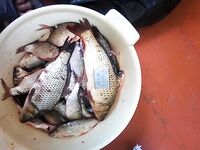 Северо западный ветер в Ейске включил тарань и сазана только на два дня, а первую неделю коса жила вхолостую