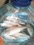 На Должанской косе поплавочная снасть с кормушкой и кукурузой собирала тарань, бычка и местную шамайку без лишней суеты