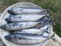 Первое знакомство с морской снастью в Лазаревском свелось к ставриде, пеламиде и ливню на последнем выходе