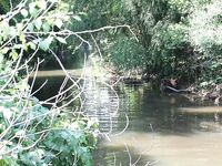 Речные выезды в Большом Сочи уперлись в высокую воду на Аше, а лучший отклик по кавказскому голавлю дал нахлыст