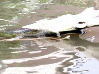 Речные выезды в Большом Сочи уперлись в высокую воду на Аше, а лучший отклик по кавказскому голавлю дал нахлыст