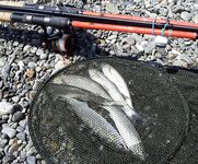 Лазаревский отпуск свел береговую кефаль и барабулю с морским самодуром по пеламиде в одну рабочую снасть