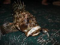 Четыре ночи у алуштинской беседки дали горбыля, морского дракона и один полный ноль между штормами