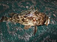 Четыре ночи у алуштинской беседки дали горбыля, морского дракона и один полный ноль между штормами