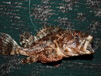 Четыре ночи у алуштинской беседки дали горбыля, морского дракона и один полный ноль между штормами