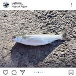 Жаркий Новый Афон оставил чуларку с пирса, ставридку на самодур и одного сарганчика, который удивил местных