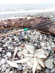 Утреннее окно до семи часов успело собрать карасиков и барабульку, пока волна не начала ломать береговой ритм