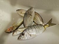 Ночная береговая с кормушкой собрала барабулю и одну плоскую рыбу, но лещевый прикорм в этот раз не изменил ничего