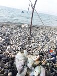 Пицундский Морвокзал утром собрал ласкириков с барабулькой на отводной, пока рядом кипела вода от дельфиньего боя