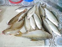 Должанская с мелкой таранью и бычком у берега