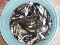 Лодочный выход у Кирилловки до полудня собрал ведро бычка, а пеленгас в жару только ходил у поверхности
