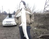 Камбала на песчаника у Бердянской косы