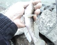 Камбала на песчаника у Бердянской косы