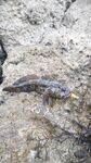 Мысовое у Казантипа с микроджигом и бычком у скал