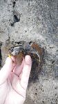 Мысовое у Казантипа с микроджигом и бычком у скал