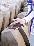 Ялонг Бей утром с бетонных плит, груперами и булером
