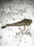 Вечер после шторма на Черном море собрал ершей, карася и одну жирную ставридку на пятиграммовую бомбарду