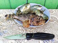 Новомихайловский, карась с берега и ночная скорпена