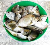 Новомихайловский, карась с берега и ночная скорпена