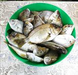 Новомихайловский, карась с берега и ночная скорпена
