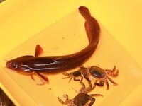 Меганом с палатками: чистая вода, рыба с гавайкой, донка на краба и слабый сарган