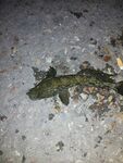 Бухты Севастополя кроме Балаклавы, ставрида и бычок