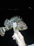 Крупная ставрида в центре Севастополя и флюр 0,14