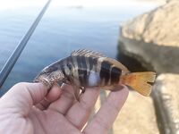 Понизовка, Marukyu и первые рыбы Чёрного моря