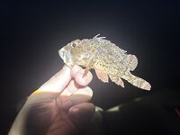 Понизовка, Marukyu и первые рыбы Чёрного моря