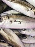 Понизовка, холодная вода и ставридка на 0,5 г