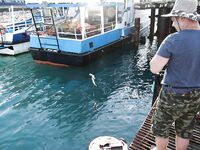 Морские караси, ставрида и хек у пристани в Абхазии