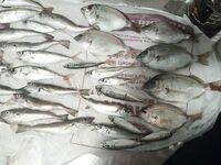 Морские караси, ставрида и хек у пристани в Абхазии