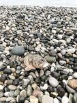 Море между дождями, ласкирь и мелкий горбыль в Абхазии