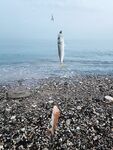 Кормушка, прикормка и отводной с силиконом в Абхазии
