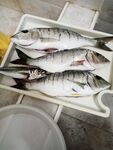 Мармир и карась на отводной у центрального пляжа Пицунды