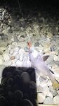 Бзыбь с пеструшкой и абхазским голавлём из Пицунды