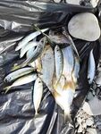 Пирс в Абхазии, ласкирь и ставридка до девяти