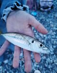 Вечерняя ставридка, утренний карась и горбыль в Лдзаа