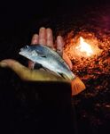 Часовая пауза перед горбылём и барабуля с рассвета в Абхазии