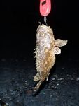 Море вместо плавней для спиннинга в Анапе