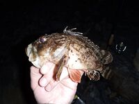 Море вместо плавней для спиннинга в Анапе